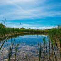 What is a wetland? Learn about these beneficial ecosystems.