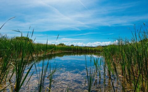 What is a wetland?