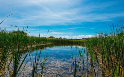 What is a wetland?