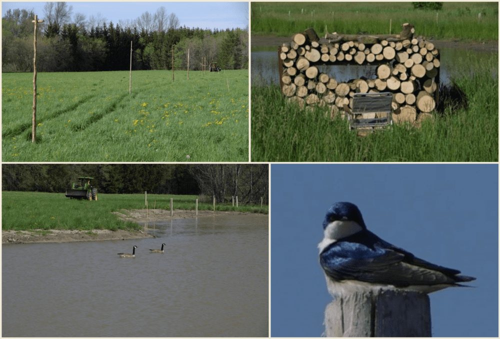 Habitat enhancements for wildlife: bird roosts, viewing blind, tree swallow, Canada geese with plantings in background.
