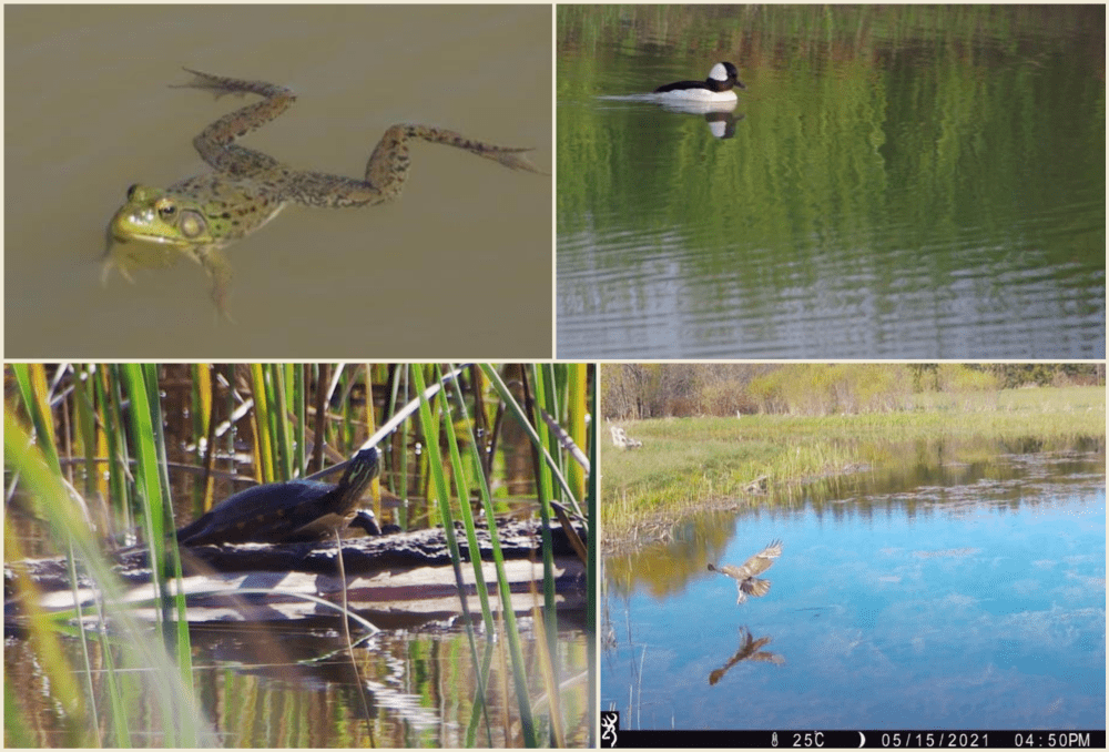 Wildlife visits to the wetland: green frog, bufflehead, raptor, painted turtle.