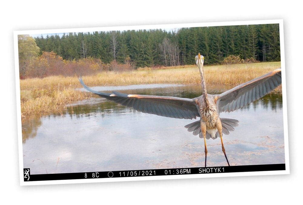 Shotyk’s trail camera captures a startled great blue heron touching down in his wetland. 