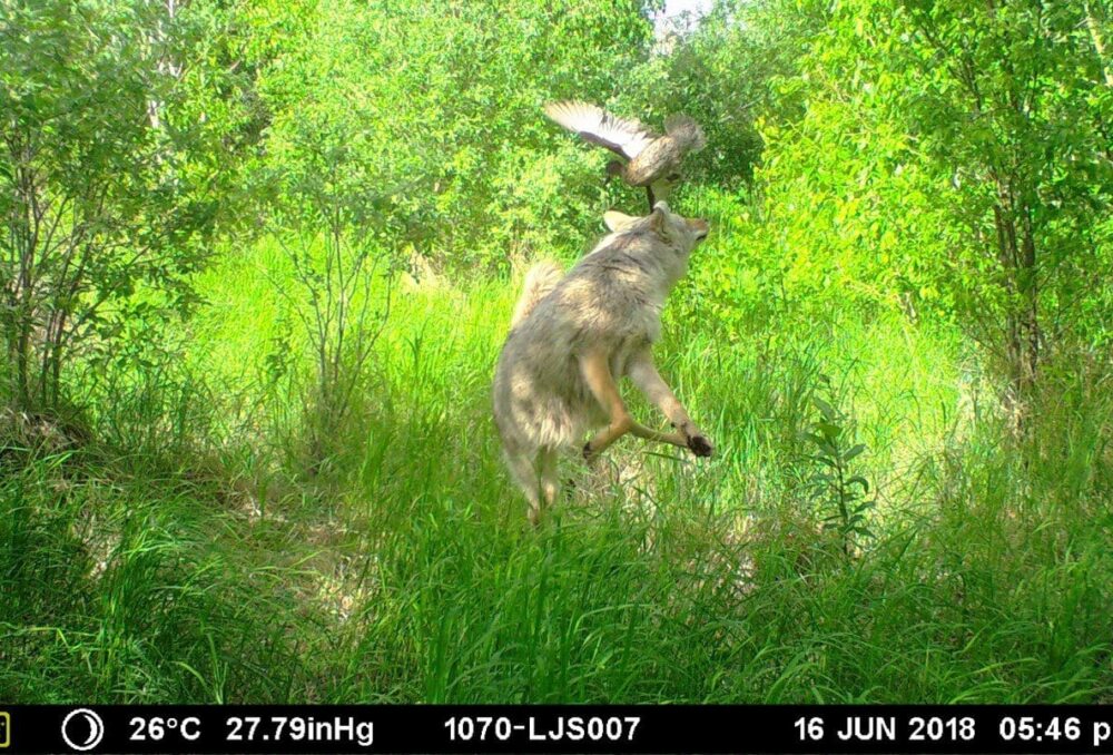 Research cameras in the boreal forest captured a blue-winged teal narrowly escaping a coyote.