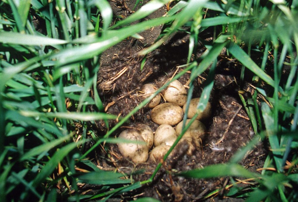 Habitat-friendly winter wheat.