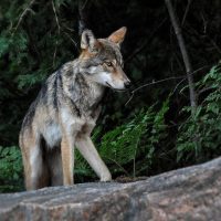 Close encounters of the wild kind