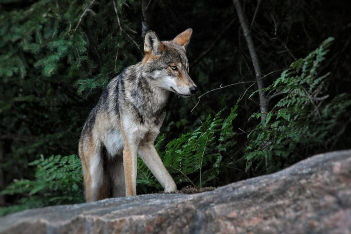 Algonquin wolf