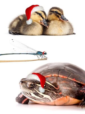 2022 gift ideas: the best gifts support conservation