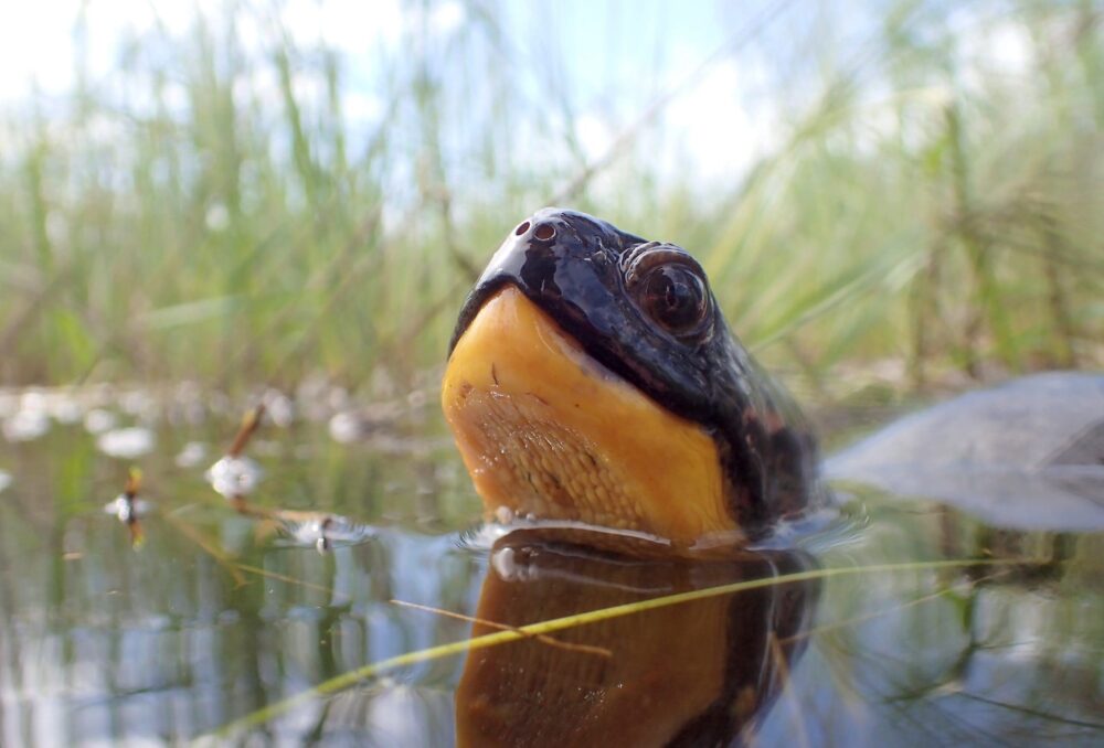 Blanding's turtle, a threatened species in Ontario. Once a common site in our favourite lakes, all of Canada’s wild turtle species are now at risk in at least some part of their ranges.