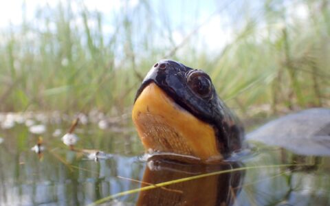 The world’s biodiversity clock is ticking