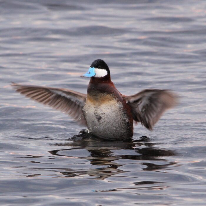 Ruddy duck at Oak Hammock Marsh