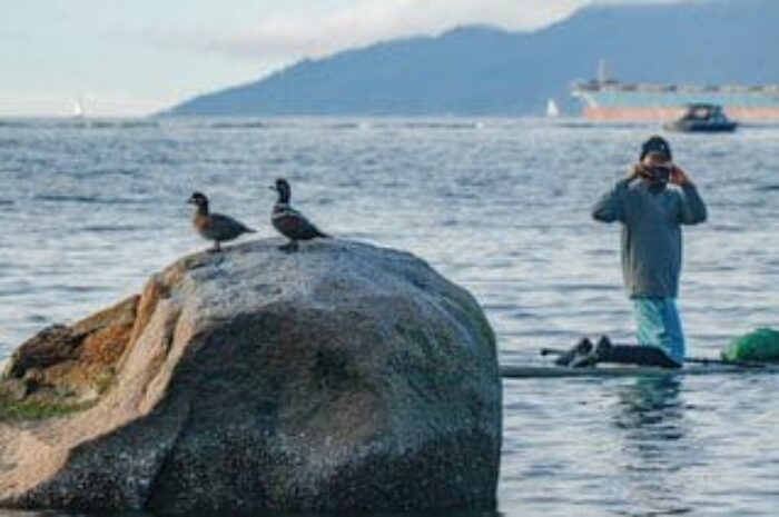 Harlequin ducks on the rocks along the shoreline