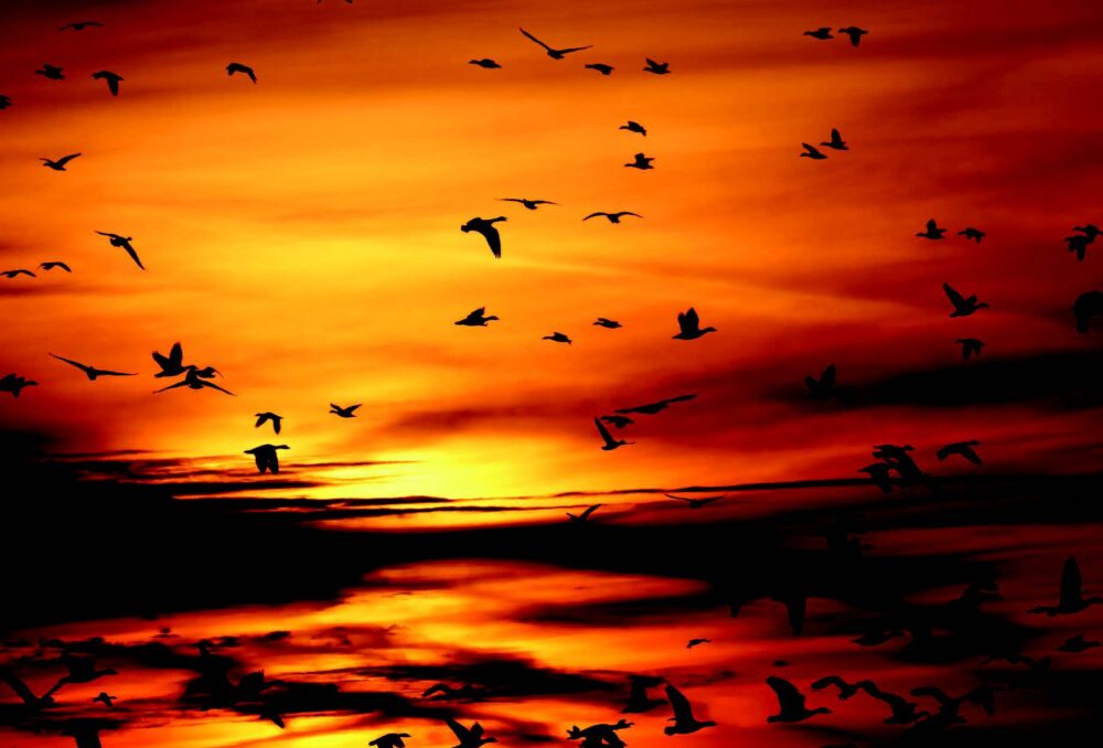 When dawn breaks through the sky, the birds will fly