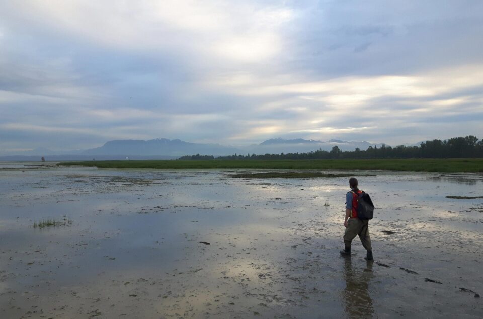 Person walking across Sturgeon Bank Sediment Enhancement Project