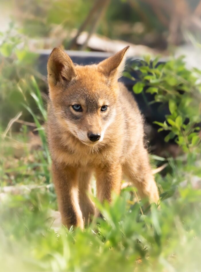 Coyote pup in the grass