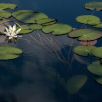 Biodiversity