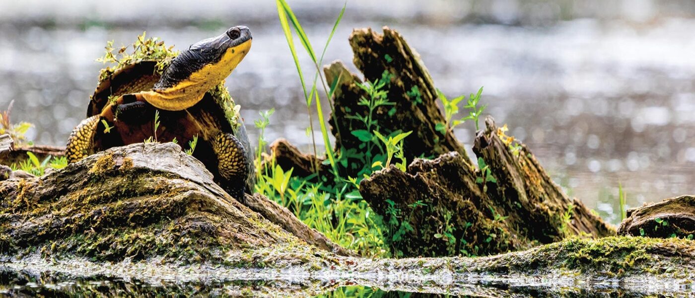 A turtle sunning itself on a log in a healthy wetland