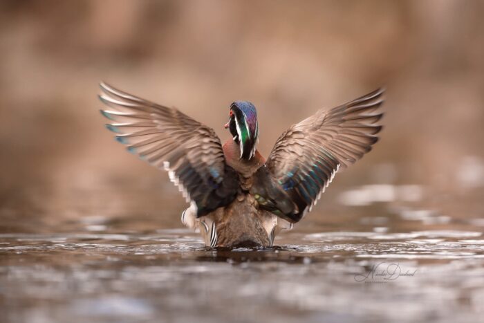 Wood duck spreads its wings on the water