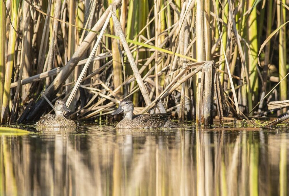 Blue-winged teal are long distance migrants, and some birds fly all the way to South America for the winter.