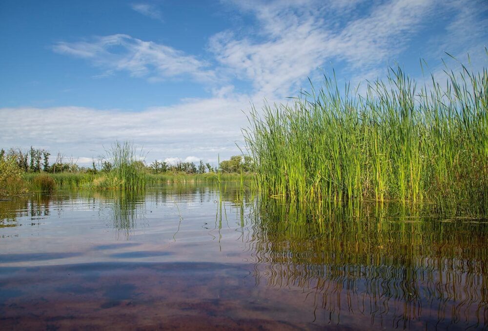 DUC research shows that wetlands are effective at settling and filtering water under a variety of conditions—protecting downstream rivers and lakes in all seasons.