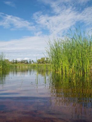 About Ducks Unlimited Canada