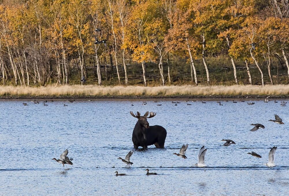 A moose and waterfowl in an Alberta wetland. 