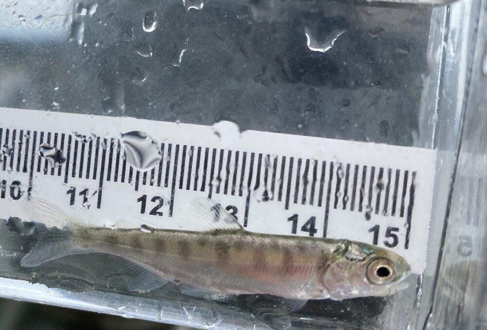 A Chinook salmon fry observed during Sturgeon Bank monitoring