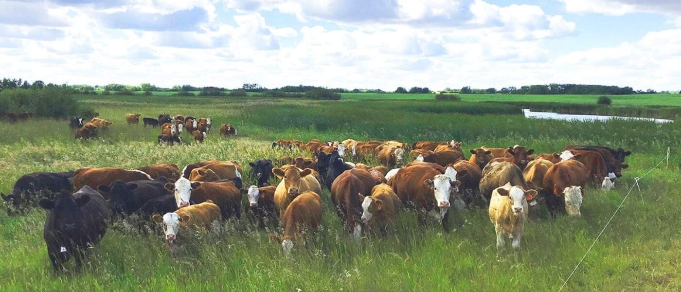 Cattle grazing south of Minnedosa, Manitoba on DUC partner land.