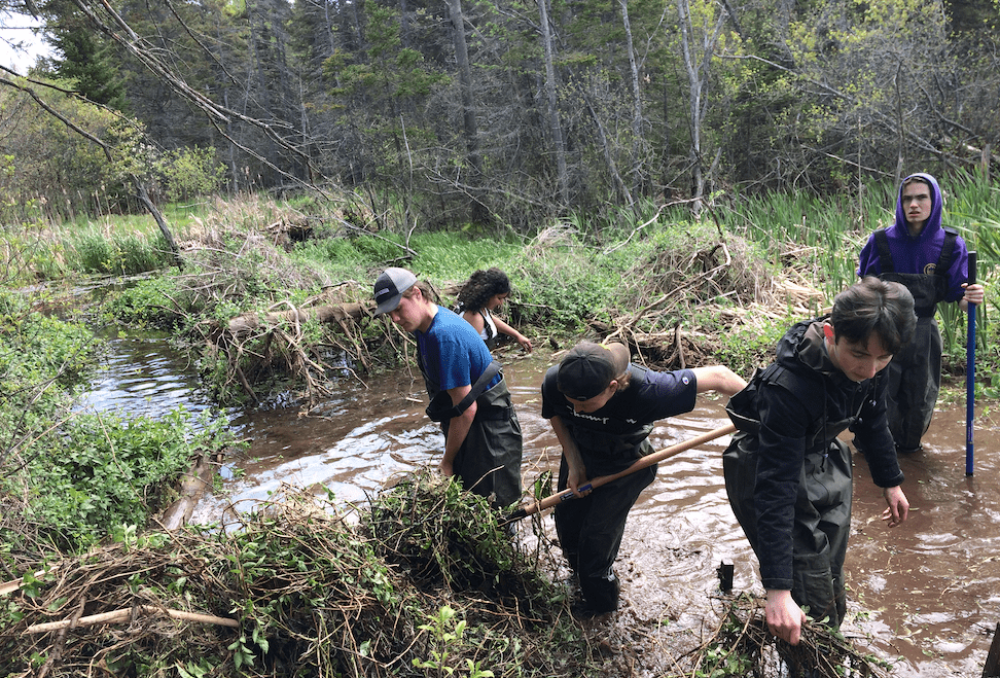 Students from the Charlottetown WCE removing invasive nightshade