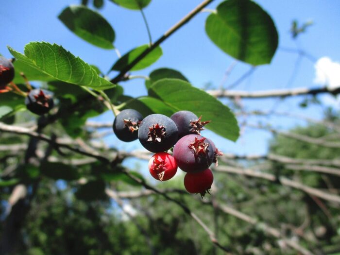 Bumper crops of Saskatoon berries can be found on the Kaytor CEs.