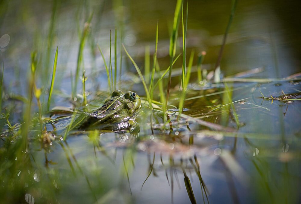 Forty per cent of all wildlife rely on wetlands.