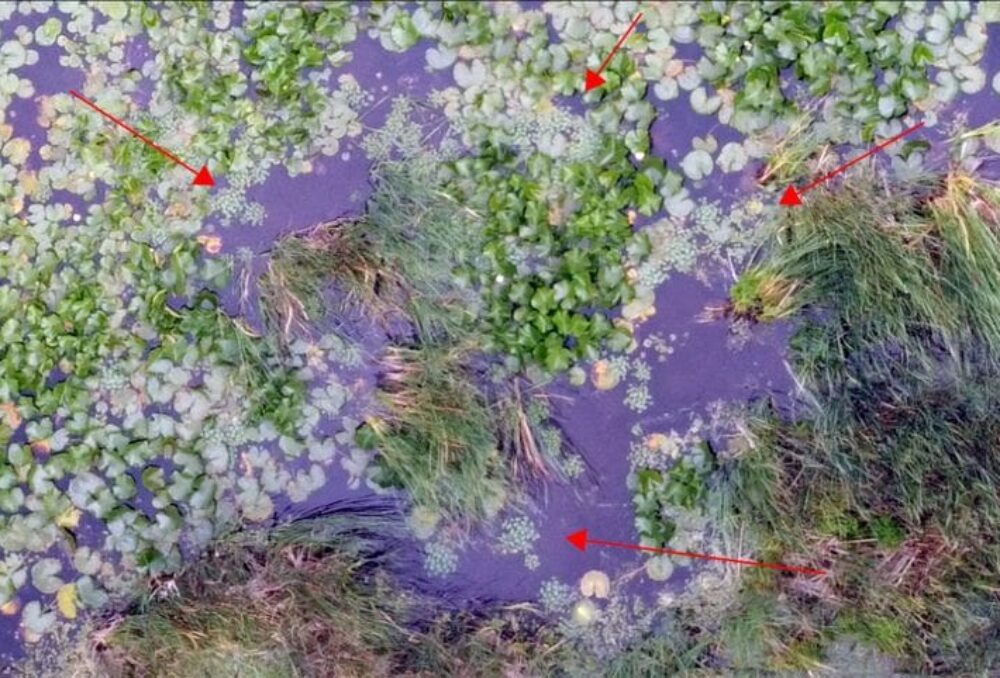 Drone camera image of wetland vegetation with arrows pointing to European water chestnut, an invasive species