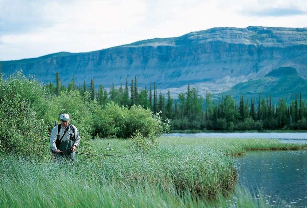 A DUC scientist moving through long vegetation searching for nests beside a waterbody with mountains in the distance in Northwest Territories.