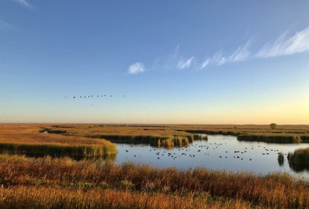 Oak Hammock Marsh, the site of DUC’s national office, is recognized as a Ramsar Wetland of International Importance.