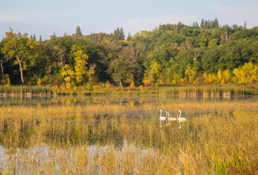 Trumpeter swans in a marsh.