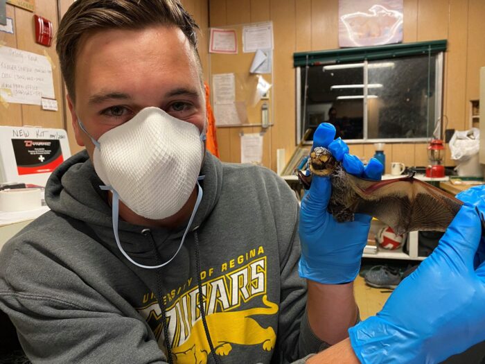 Christiansen holds up a hoary bat while conducting bat research in Saskatchewan's Cypress Hills.