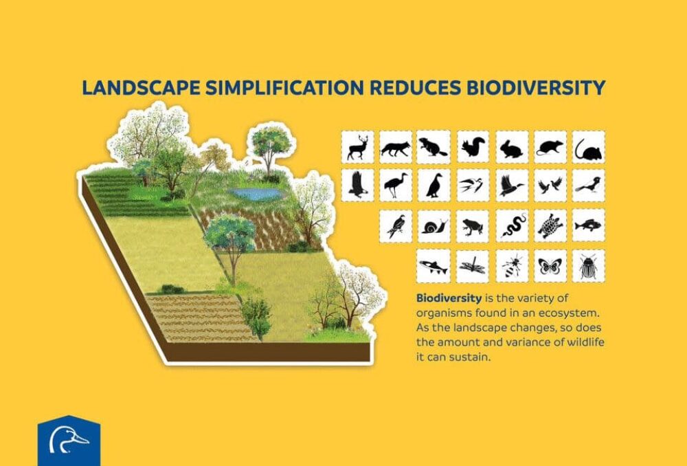 DUC scientists are building an innovative tool to take some of the guesswork out of targeting habitat conservation and restoration on Canada’s prairies.