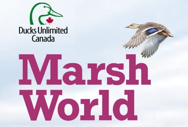 Marsh World: An introduction to wetland plants and animals