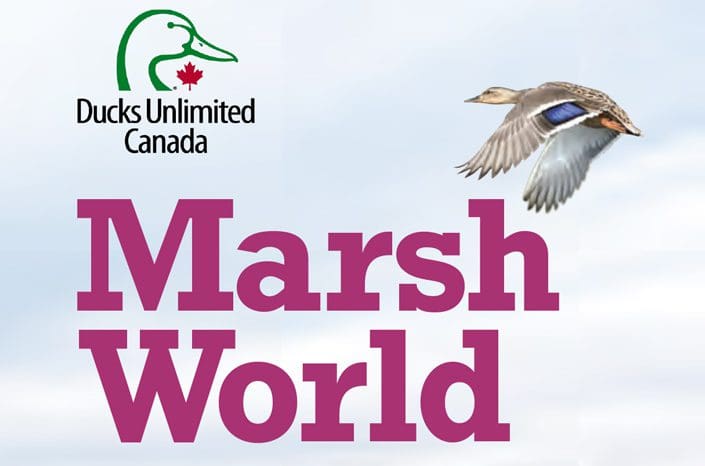 Marsh World: An introduction to wetland plants and animals — Ducks