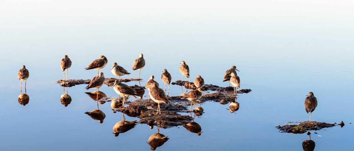 Shorebirds like these are among the many avian species attracted to the Tantramar Marshes.