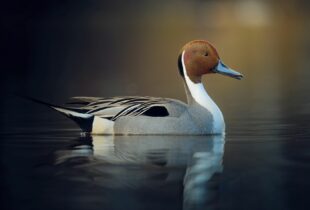 New sea duck atlas sheds light on poorly understood species and how we can protect them