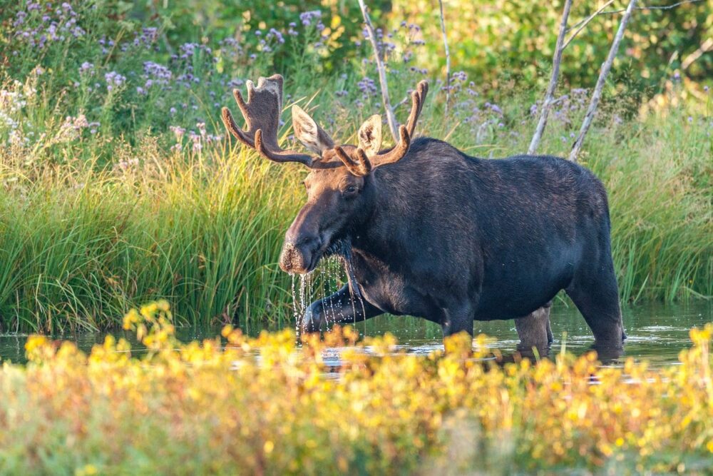 What is a fen? — Ducks Unlimited Canada