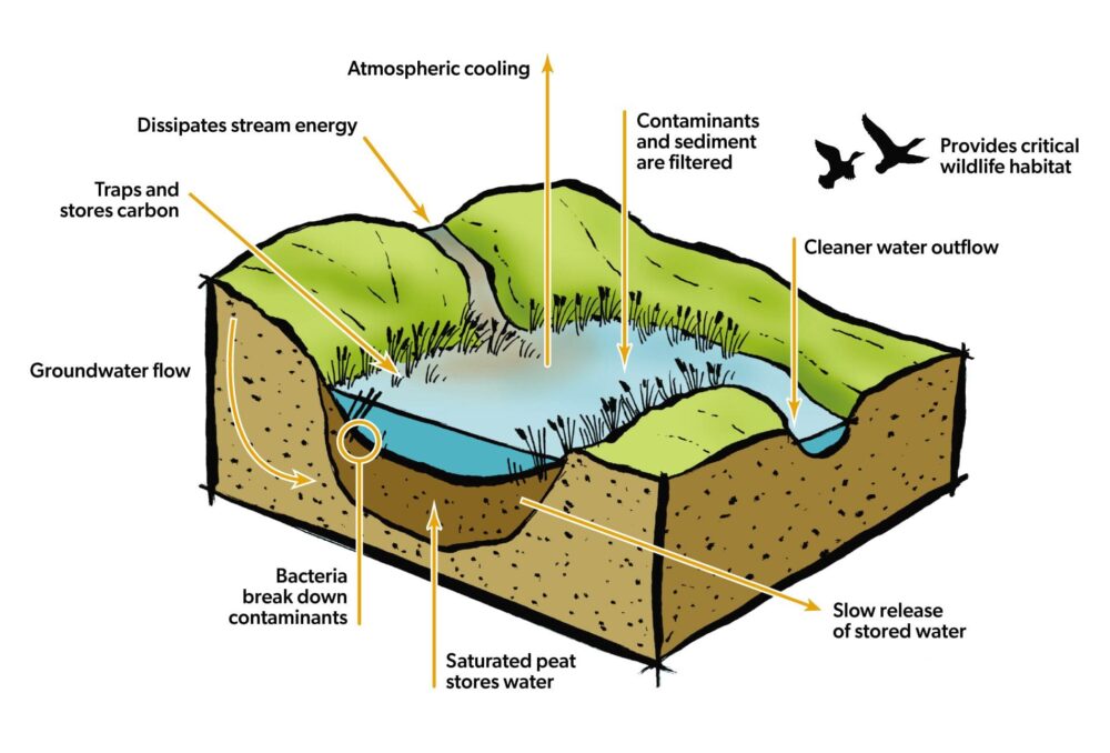 This graphic demonstrates how wetlands work and the many benefits they provide for the health of our environment. 