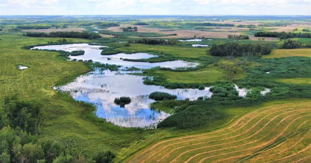 Cropland next to wetlands in southwest Manitoba. DUC plans to invest $15 million into conservation programming in the province in 2023-2024.