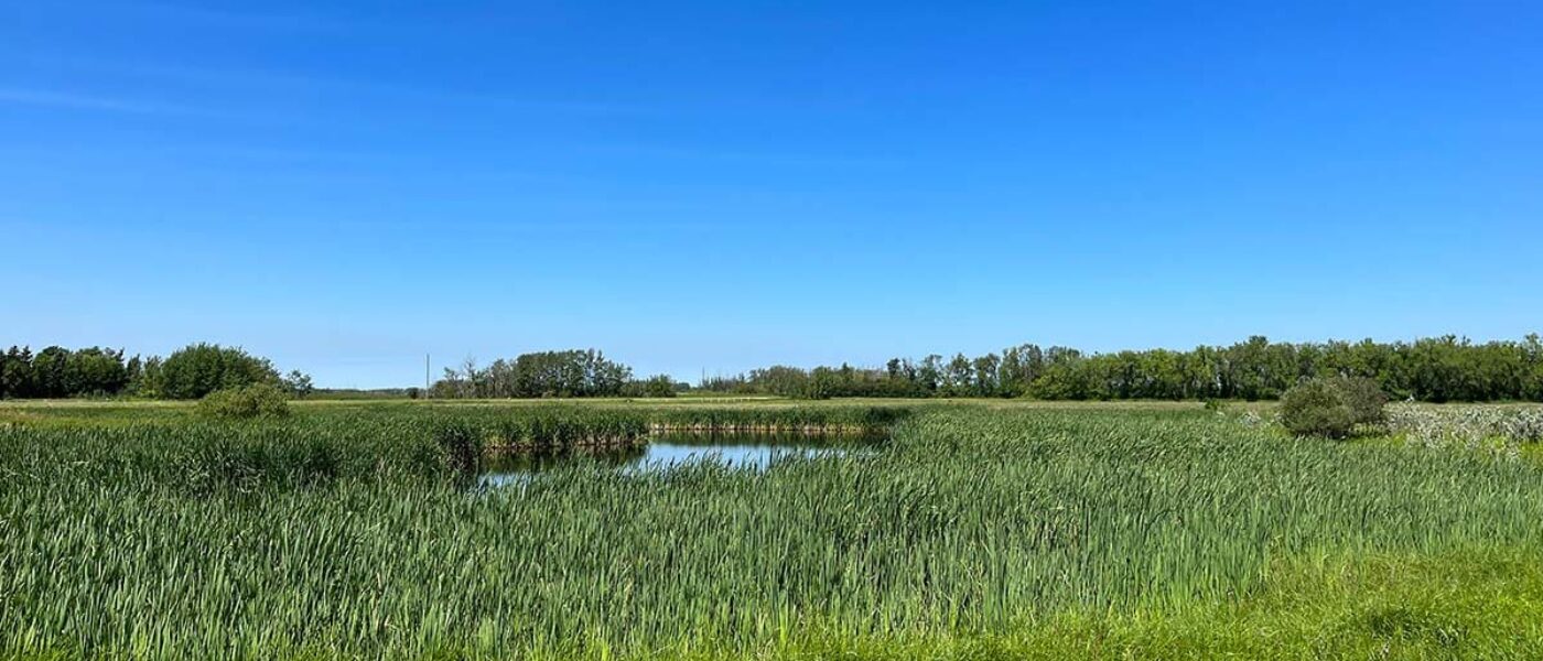 The wetlands dotting their property are included in the Bialkoskis' land management plan.