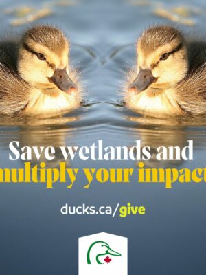 Save wetlands and multiply your conservation impact
