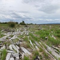 Boundary Bay Tidal Marsh Restoration Project