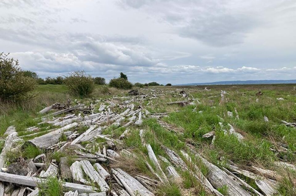 Tidal marsh debris