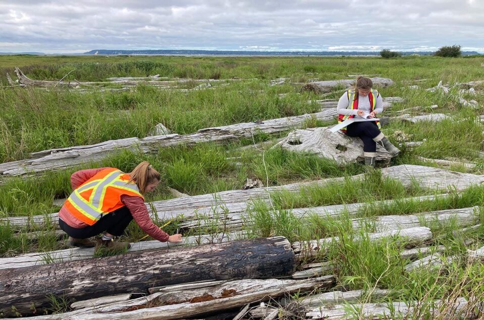 Tidal marsh researchers