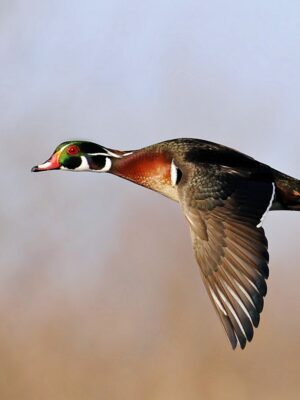 Cast your Marsh Madness votes now!
