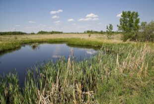 Restoring wetlands will jumpstart nature’s great comeback